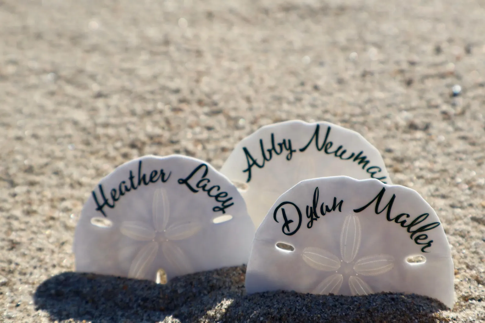 Sand Dollar Seashell Seating Chart — view 2